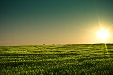 Gallery For Grain Field Wallpapers