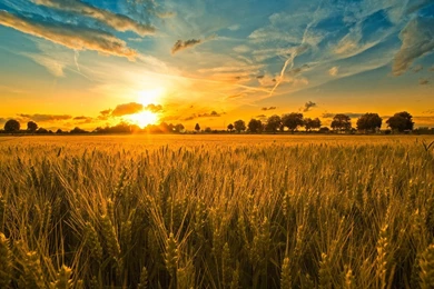 Field Hd Wallpapers ›› Page 2