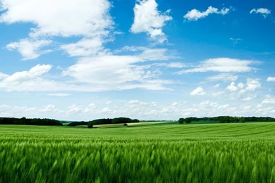 Green Field HD Desktop Wallpapers : High Definition : Fullscreen ...
