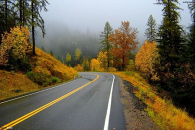 Forest Road During Autumn Wallpapers