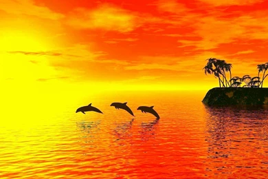 Beautiful Dolphin Fish Desktop Backgrounds Bestepics. Desktop ...