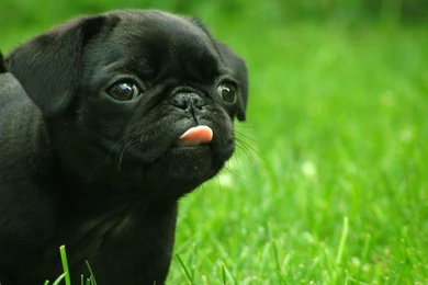 Black Pug Wallpapers Wallpapers