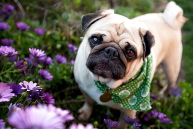 Excellent Pug Wallpapers