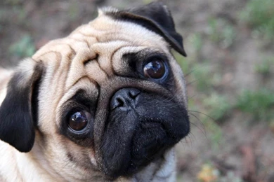 Pug Princess Posing For The Camera Bonus Pug Wallpapers For Your ...