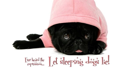 Dogs Pugs Sleeping Fresh New Hd Wallpapers [Your Popular HD ...