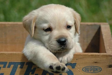Gallery For Cute Puppy Wallpapers Computers