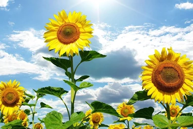 Sunflower Wallpapers Hd Best Picture For Desktop Backgrounds Poze ...