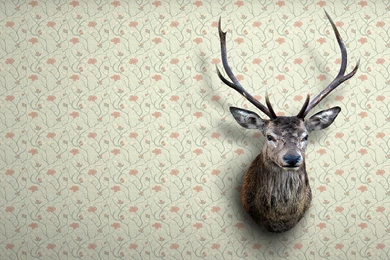 Gallery For Deer Head Wallpapers