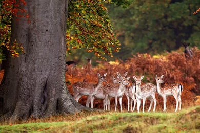 Gallery For Autumn Deer Wallpapers