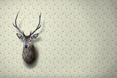 Deer Head On The Wall, Photography, 1920x1080 HD Wallpapers And ...