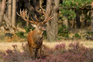 Download Wallpapers 3840x2160 Deer, Grass, Flowers, Forest, Walk 4K ...