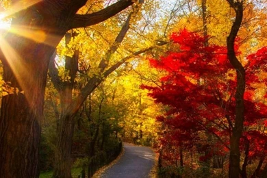 iPhone 6 Autumn Wallpapers HD, Desktop Backgrounds 750x1334