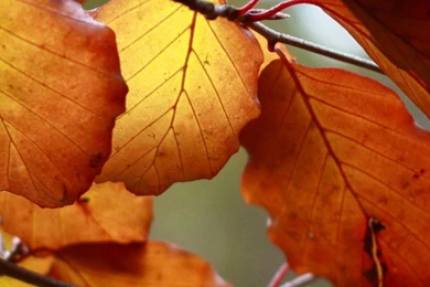 Autumn Leaves Nature