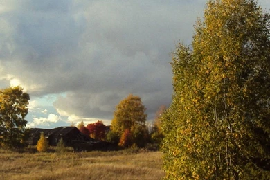 Tree Grass Autumn Field iPhone 6 Wallpapers HD And 1080P 6 Plus ...