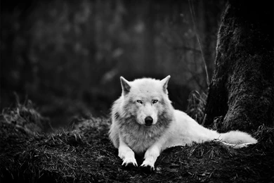 1600x1200 White Wolf In The Wild Desktop PC And Mac Wallpapers