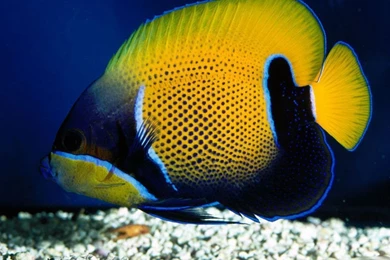 Gallery For Free Widescreen Desktop Fishing Wallpapers