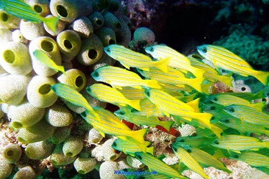 Gallery For Desk Top Wallpapers Fish