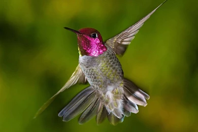 Hummingbird Wallpaper Backgrounds