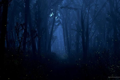 Digital Blasphemy, Night, Forest, Summer, Wallpapers (