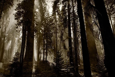 In The Night Forest Wallpapers (