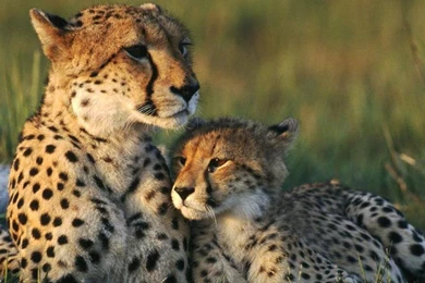 Cheetah Wallpapers 28 – HD Wallpaper, Wallpapers Pics The Best ...
