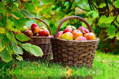 Desktop apple fruits wallpaper 1366x768.jpg