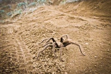 Shimano To Support New Super D Event In Fontana, CA Mountain ...