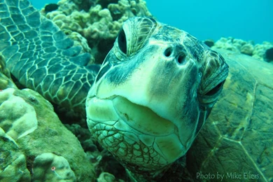 Hawaii Pictures Hawaii Beach Pictures Computer Wallpapers Free ...