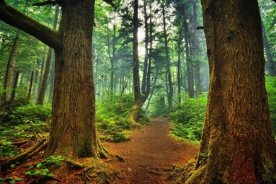 Gallery For Backgrounds Nature Woods