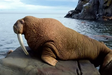 Animal Walrus Wallpapers Animals Wallpapers