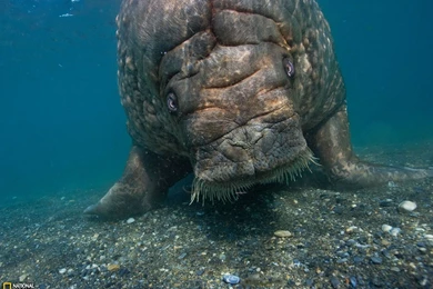 Atlantic Walrus Picture, Norway Wallpapers National Geographic ...