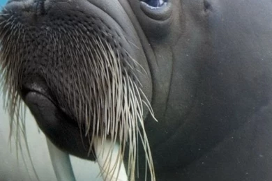 iPhone 4S, 4 Walrus Wallpapers HD, Desktop Backgrounds 640x960