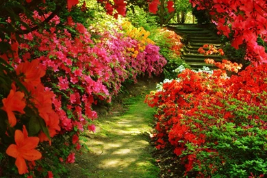 Garden Desktop Wallpapers