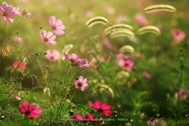 Gallery For Desktop Wallpapers Of Flower Gardens