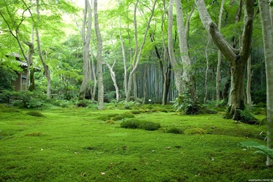 Forest Stream Pictures Wallpapers