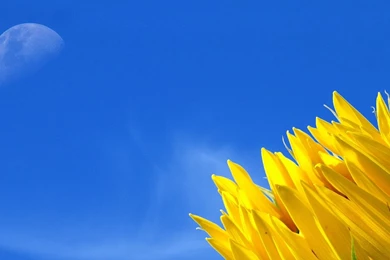 Full HD 1080p Sunflower Wallpapers HD, Desktop Backgrounds 1920x1080