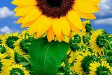 Sunflower Wallpapers HD Android Apps And Tests AndroidPIT
