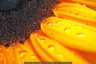 Best Sunflower 4K Or HD Wallpapers For Your PC, Mac Or Mobile Device