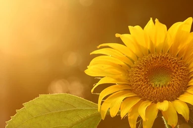 Bright Sunflower Hd Desktop Wallpaper, Beauriful Flowers