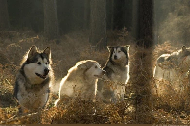 Wolves Wallpapers For Facebook