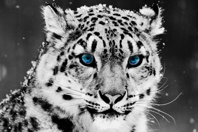 Snow Leopard Full HD Wallpapers