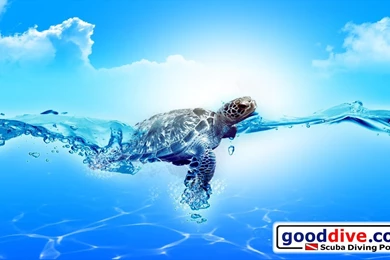 Wallpapers Turtle 1366 768