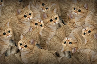 Funny Cat Wallpapers