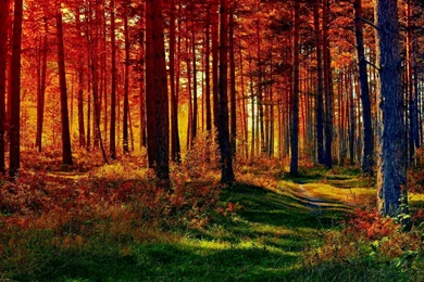 7 Fall Forest Nature Path HD Wallpapers 1596 :: Forest Path Hd ...