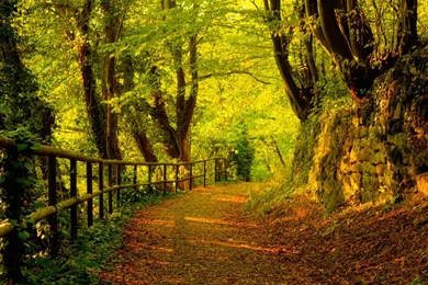 Fall Forest Wallpapers