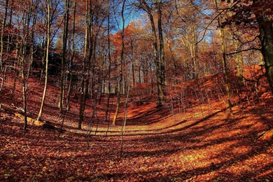 Late Fall In The Forest Widescreen Wallpapers