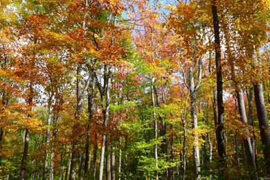 MLeWallpapers.com Fall Forest II