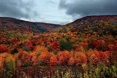 Nature Landscapes Trees Forest Autumn Fall Seasons Hills Colors ...