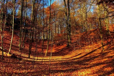 AUTUMN Fall Tree Forest Landscape Nature Leaves Wallpapers ...