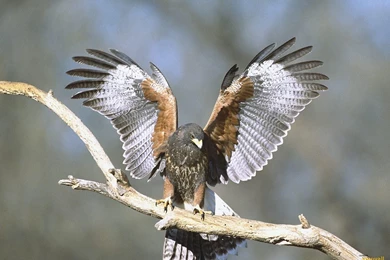 Wildlife Of The World: Falcon Birds HD Wallpapers